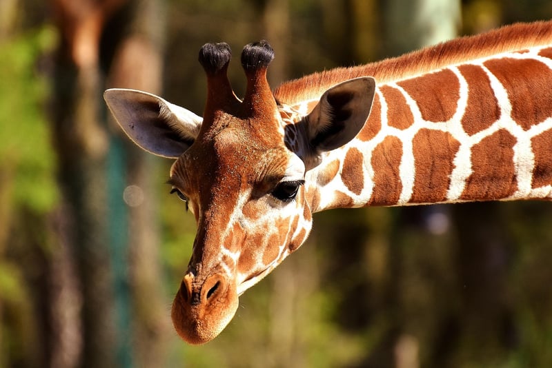 Animal Kingdom